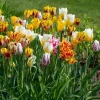 10 Rembrandt Tulip Mix Bulbs - Perennial Flowers for Garden & Containers - Image 4
