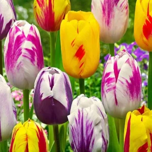 10 Rembrandt Tulip Mix Bulbs - Perennial Flowers for Garden & Containers - Image 5