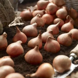 10 Rembrandt Tulip Mix Bulbs - Perennial Flowers for Garden & Containers - Image 7