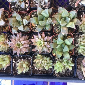 10 See-Through Haworthia Succulents Live Plants - Rare Transparent Window Succulent Collection - Image 2