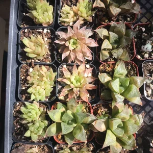 10 See-Through Haworthia Succulents Live Plants - Rare Transparent Window Succulent Collection - Image 1