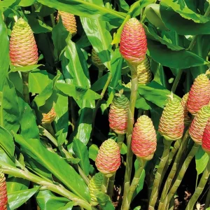 10 Shampoo Ginger Roots (Zingiber Zerumbet) Live Rhizomes - Indoor/Outdoor - Image 3