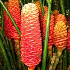 10 Shampoo Ginger Roots - Zingiber Zerumbet Rhizomes for Planting - Image 7