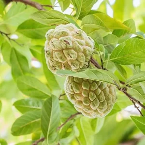 10 Sugar Apple Tree Seeds - Sweetsop Fruit Seeds for Planting Outdoor - Image 3