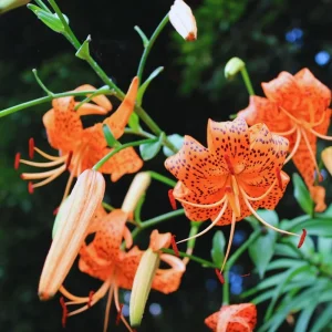 10 Tiger Lilies Bulbs - Orange Perennial Flower Bulbs, Full Sun - Image 2