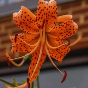 10 Tiger Lilies Bulbs - Orange Perennial Flower Bulbs, Full Sun - Image 3