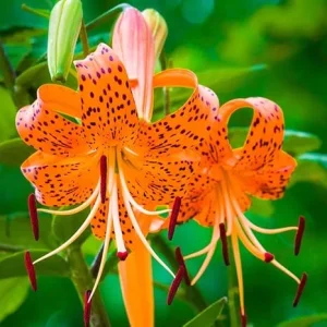 10 Tiger Lily Bulbs for Planting - Perennial Orange Flower Bulbs - Image 2