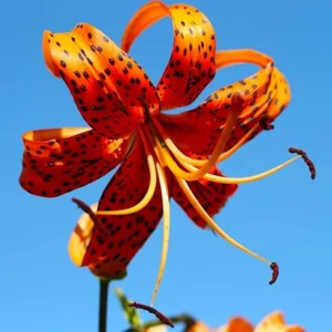 10 Turk's Cap Lily Bulbs - Orange Tiger Lilies for Outdoor Planting - Image 4