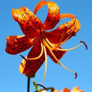 10 Turk's Cap Lily Bulbs - Orange Tiger Lilies for Outdoor Planting - Image 7