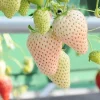 10 White Strawberry Plant Roots - Live Fruit Plants for Garden & Patio, USDA Zones 3-11 - Image 1