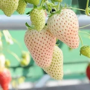 10 White Strawberry Plant Roots - Live Fruit Plants for Garden & Patio, USDA Zones 3-11 - Image 6