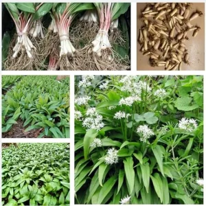 10 Wild Ramp Bulbs for Planting - Edible Perennial, USDA Zones 3-9 - Image 2