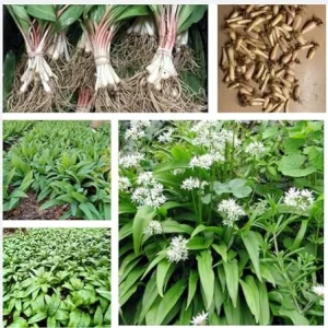 10 Wild Ramp Bulbs for Planting - Edible Perennial, USDA Zones 3-9 - Image 4