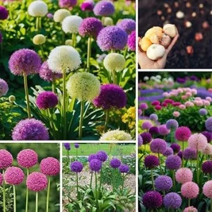 100 Mixed Allium Bulbs – Fall Planting Flower Bulbs – Perennial Outdoor - Image 5