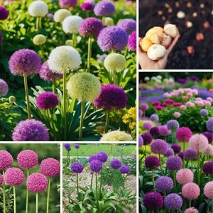 100 Mixed Allium Bulbs – Fall Planting Flower Bulbs – Perennial Outdoor - Image 1