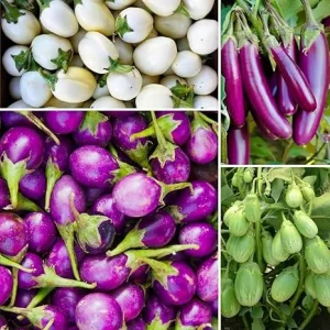 100 Mixed Eggplant Seeds - White, Purple, Green Vegetable Seeds - Image 2