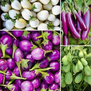 100 Mixed Eggplant Seeds - White, Purple, Green Vegetable Seeds - Image 4