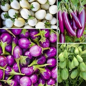 100 Mixed Eggplant Seeds - White, Purple, Green Vegetable Seeds - Image 6