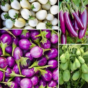 100 Mixed Eggplant Seeds - White, Purple, Green Vegetable Seeds - Image 7