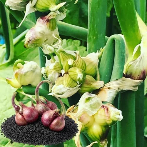 100 Walking Onion Seeds - Cold Hardy, Perennial, Fast-Growing for Spring Planting - Image 3