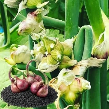 100 Walking Onion Seeds - Cold Hardy, Perennial, Fast-Growing for Spring Planting - Image 5