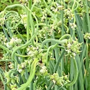 100 Walking Onion Seeds - Cold Hardy Perennial Tree Onion for Planting - Image 1