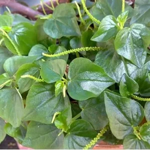 1000 Peperomia Pellucida Seeds - Crab Claw Vegetable, Full Sun - Image 3