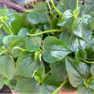 1000 Peperomia Pellucida Seeds - Crab Claw Vegetable, Full Sun - Image 5