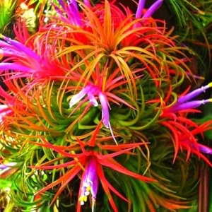 12 Air Plants Tillandsia Live Houseplants – Green Lonantha, Easy Care - Image 2