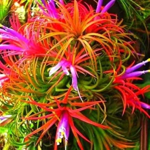 12 Air Plants Tillandsia Live Houseplants – Green Lonantha, Easy Care - Image 7