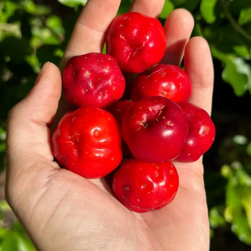12" Barbados Cherry Tree Live Plant - High Yielding, Cold Hardy, Outdoor - Image 2