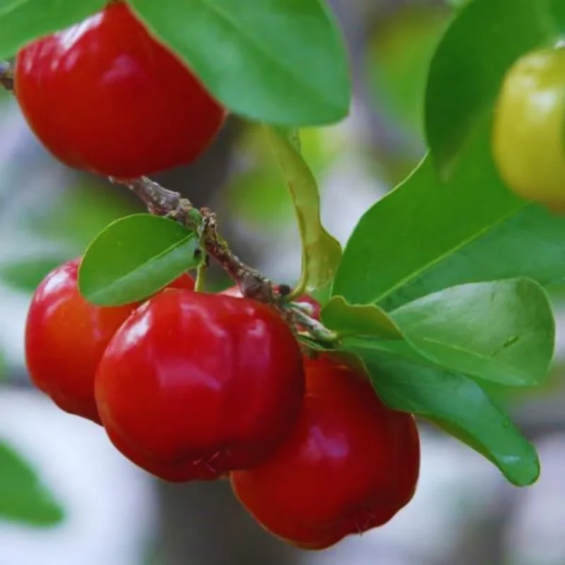 12" Barbados Cherry Tree Live Plant - High Yielding, Cold Hardy, Outdoor - Image 7