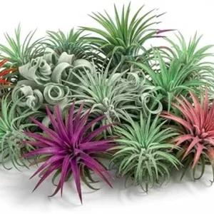 12 Mixed Ionantha Air Plants Live Tillandsia - Easy Care Houseplants, 3 Inch - Image 6