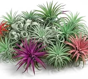 12 Mixed Ionantha Air Plants Live Tillandsia - Easy Care Houseplants, 3 Inch - Image 7
