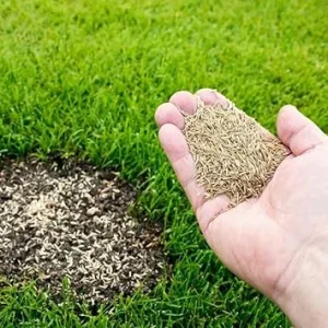 12000 Zoysia Grass Seeds – Low-Maintenance Lawn – Warm Season - Image 3