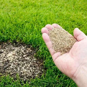 12000 Zoysia Grass Seeds – Low-Maintenance Lawn – Warm Season - Image 4