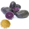 140 Purple Potato Seeds for Planting - Easy to Grow Vegetable Seeds - Image 1