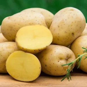 140 Yukon Gold Potato Seeds for Planting - Easy Growing, Delicious Tubers - Image 4