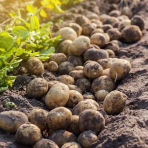 140 Yukon Gold Potato Seeds for Planting - Easy Growing, Delicious Tubers - Image 7