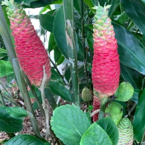 15 Awapuhi Shampoo Ginger Rhizomes - Zingiber Zerumbet Tubers for Planting - Image 5