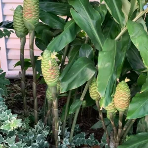 15 Awapuhi Shampoo Ginger Rhizomes - Zingiber Zerumbet Tubers for Planting - Image 6