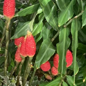 15 Awapuhi Shampoo Ginger Rhizomes - Zingiber Zerumbet Tubers for Planting - Image 7