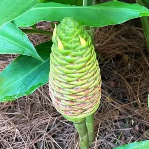 15 Awapuhi Shampoo Ginger Rhizomes - Zingiber Zerumbet Tubers for Planting - Image 9