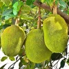 15 Jackfruit Seeds for Planting - Tropical Fruit Tree Seeds Indoor/Outdoor - Image 1