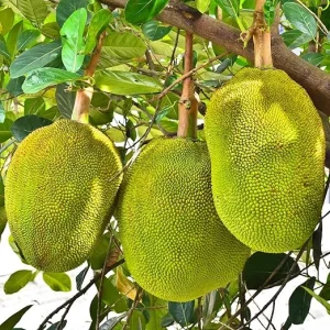 15 Jackfruit Seeds for Planting - Tropical Fruit Tree Seeds Indoor/Outdoor - Image 2
