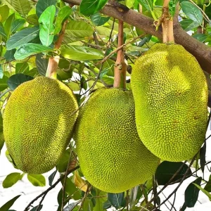 15 Jackfruit Seeds for Planting - Tropical Fruit Tree Seeds Indoor/Outdoor - Image 3