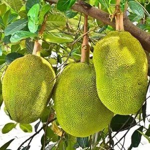 15 Jackfruit Seeds for Planting - Tropical Fruit Tree Seeds Indoor/Outdoor - Image 4
