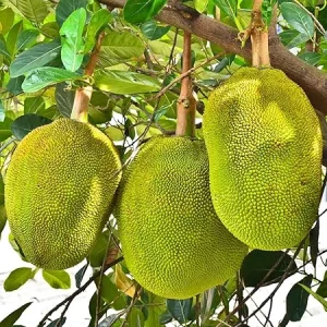 15 Jackfruit Seeds for Planting - Tropical Fruit Tree Seeds Indoor/Outdoor - Image 5