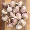1Lb Chesnok Red Garlic Bulbs for Planting and Gardening, Hardneck Garlic Tubers - Image 1