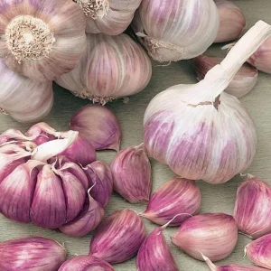 1Lb Mixed Garlic Bulbs for Planting - Hardneck Garlic Tubers, White Red Purple - Image 3